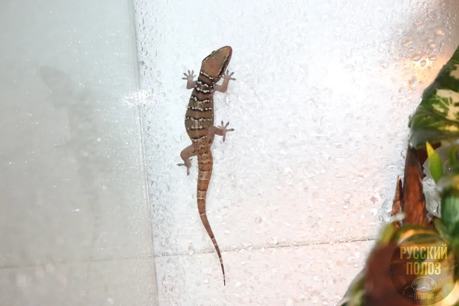 Геккон полупалый триедурус, Hemidactylus triedurus