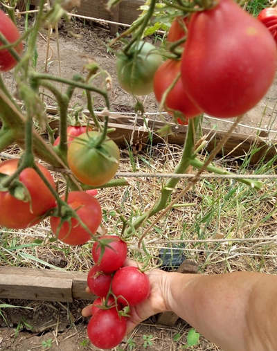 Томат Крымская роза