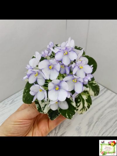 Н-Горный Воздух (Н. Бердникова) 2018