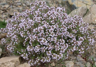 Тимьян обыкновенный (Thymus vulgaris), хем. тимол 5 мл - 100% натуральное эфирное масло