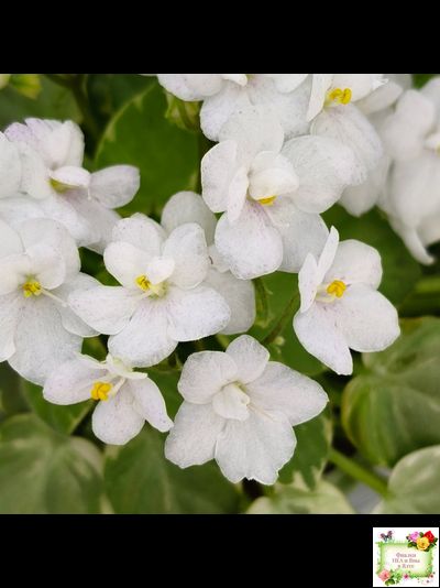 Ва-Банк (Л. Мещерякова) листовая химера (стартер сорт)