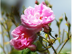 Гидролат Роза Дамасская (Rosa Damascena) Болгария, лепестки 100 мл