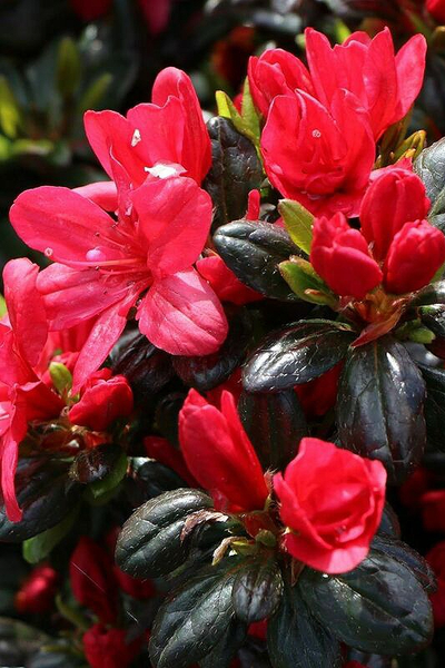 Рододендрон (Азалия) Maruschka