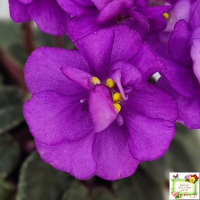 Ness' Tiny Flame (D.Ness)