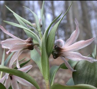 Fritillaria stenanthera