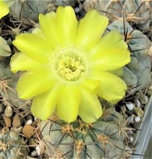 Acanthocalycium glaucum P 394 - 5 семян