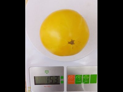 Томат Гном Сладкая Сью (Dwarf Sweet Sue)