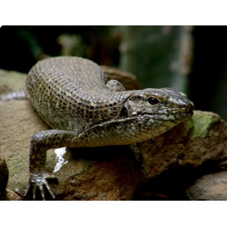 Зонозавр большой (Zonosaurus maximus)