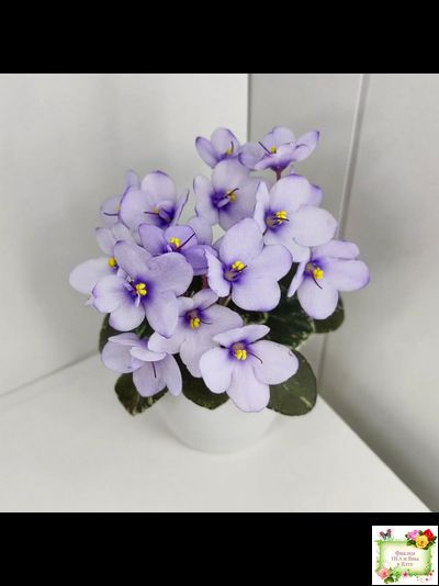 Smitten Kitten (LLG/S.Sorano) 03/22/2008 (9956)