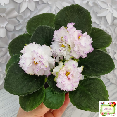 Фея (Т. Л. Дадоян) (лист укоренённый)