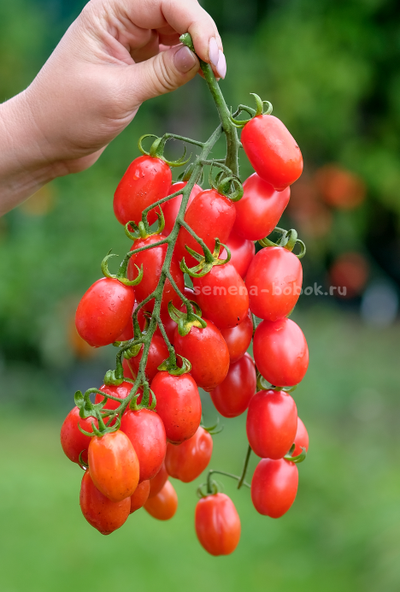Томат Сызранские Дамские Пальчики, 10 шт.