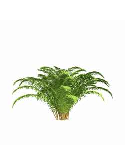 папоротники Папоротник 05