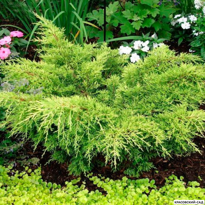 Можжевельник Голд Тип - Gold Tip