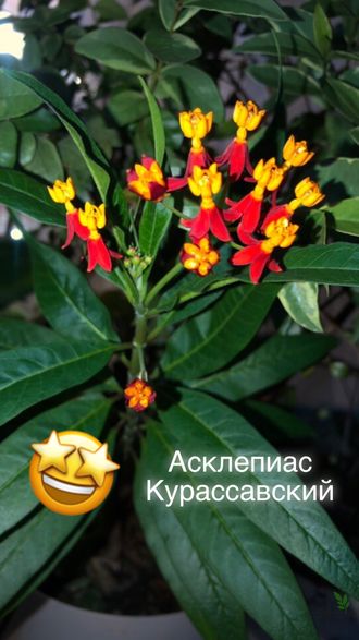 Асклепиас кюрасавский / Asclepias curassavica