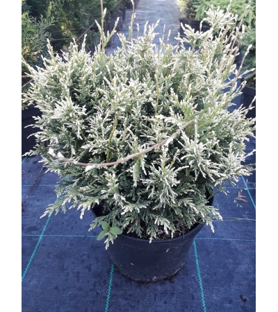 Кипарисовик горохоплодный Уайт Бьюти (Chamaecyparis pisifera White Beauty), 2,0 л