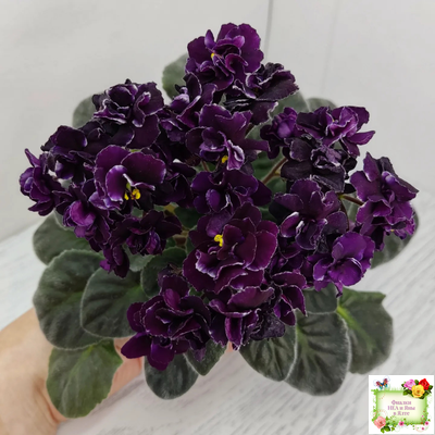 Mac's Black Uhuru (G. McDonald)