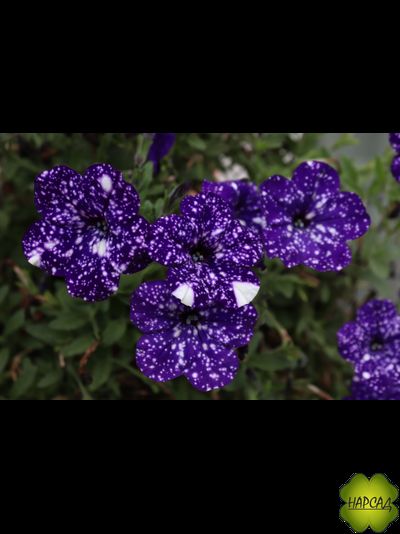 ПЕТУНИЯ АМПЕЛЬНАЯ ДЛЯ КАШПО 1 ШТ РАССАДА