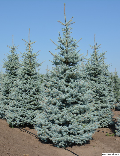 Ель колючая Блю Даймонд