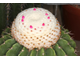 Melocactus schatzlii (D=35мм)