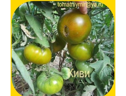 Зеленоплодные  и белые сорта томатов