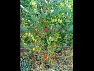 Томат Даттерини красный (Datterini red)