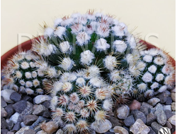 Маммилярия Грацилис Снежный шар - Mammillaria Gracilis  cv. Arizona Snowcap, Mammillaria gracilis f. mostruosa