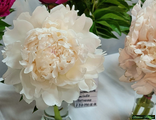 Paeonia Wakatipu Wonder