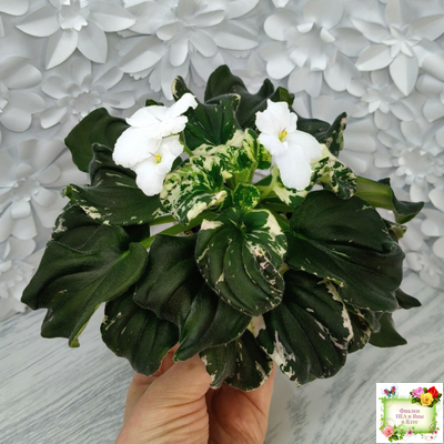 LV-Девятый Вал (Л. Шевелева) 2024 г. трейлер (пестролистный клакамас)