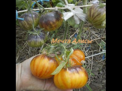 Томат Мечта Алисы (Alise's Dream), Польша