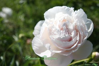 Paeonia Mother`s Choice