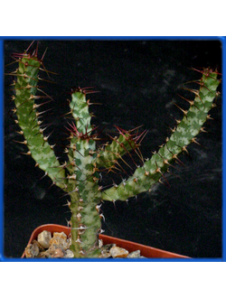 Euphorbia curvirama