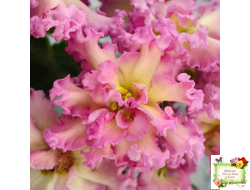 РМ-Богиня Солнца (Н. Скорнякова) 2019 г.