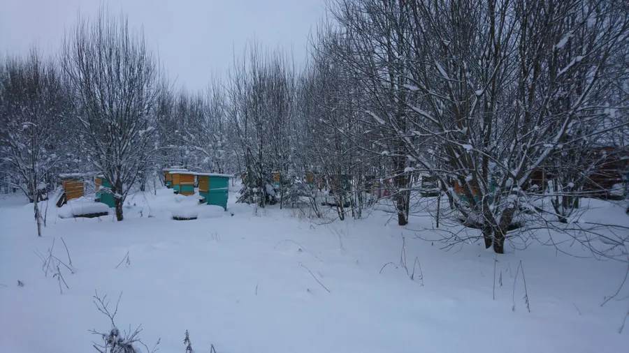 Белое безмолвие