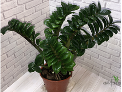 Замиокулькас Зензи (Жук) / Zamioculcas Zenzi (Bug)