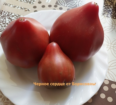 Томат Черное сердце с носиком от Борисовны (усл)