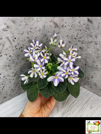 7 Белок (Калгины) химера (стартер сорт)