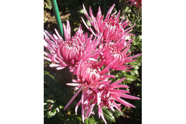 ANASTASIA PINK.
Интродукция НБС