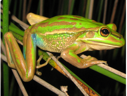 Золотистая квакша(Litoria aurea)