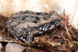 ЖАБА АГА, RHINELLA MARINA