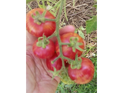 Томат Вернисаж розовый