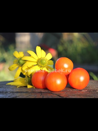 Томат Ambrosia Orange UBX (Амброзия оранж), 10 шт.