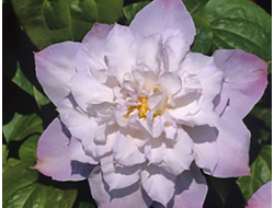 Клематис Veronica`s Choice, C2