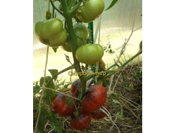 Томат Сибирский тигр (Siberian Tiger)