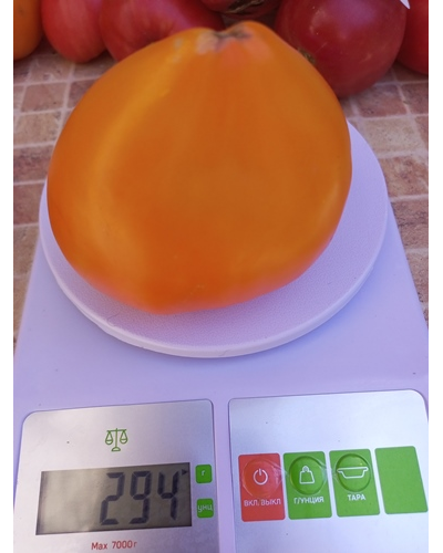 Томат Желтый клюв