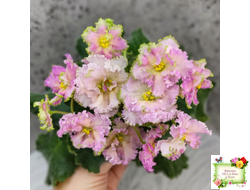 ЕК-Линжери (Е. Коршунова) 2021 г.