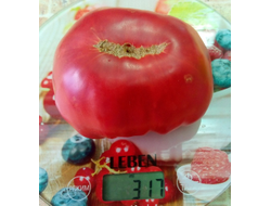 Томат Дакоста португальская (DaCosta's Portuguese)