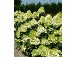 Гортензия метельчатая Лаймлайт (Limelight),  0,5 л