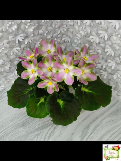 RIV-Амнезия (И. Растегаева) 2024 г.