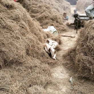 Ветивер зеленый (Vetiveria zizanoides), корневища, 2 г  - 100% натуральное эфирное масло