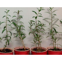 Годжи, 2года, ЗКС